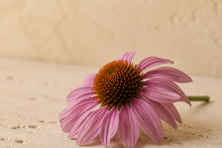 Fiore di echinacea in luce naturale